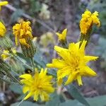 Hieracium sabaudumЛіст