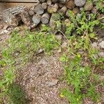 Potentilla norvegica Συνήθη χαρακτηριστικά