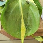 Philodendron brasiliense Leaf