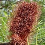 Banksia spinulosa Φρούτο