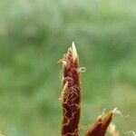 Cyperus longus Blüte