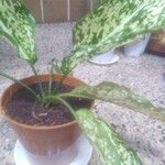 Aglaonema costatum Blatt