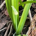 Allium paradoxum Blatt