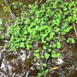 Chrysosplenium americanum عادت