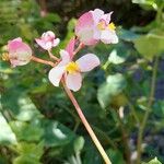 Begonia minor Kvet