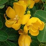 Senna bicapsularis Fleur
