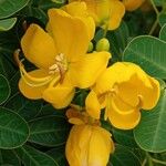 Senna bicapsularis Floro