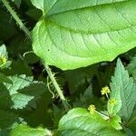 Smilax tamnoides Blatt