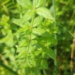 Galium scabrum Leaf