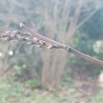 Stachyurus chinensis Flor