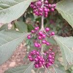 Callicarpa bodinieri Fruto