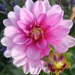 Dahlia × hortensis Květ