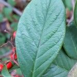 Cotoneaster coriaceus Foglia