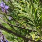 Lavandula canariensis Feuille