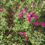 Salvia greggii Fleur