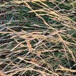 Brachypodium phoenicoides Blomst