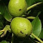 Juglans regia Fruit