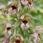 Epipactis helleborine ᱵᱟᱦᱟ