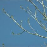 Juglans mandshurica Plante entière