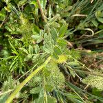 Acaena novae-zelandiae Leaf