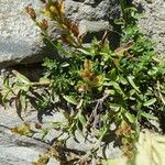 Veronica fruticans Hàbitat