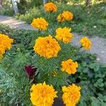 Tagetes erectaKukka