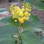 Berberis aquifoliumFiore