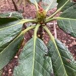 Rhododendron sinogrande Blad