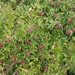 Rosa palustris Fruit