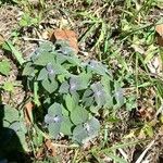 Salvia tiliifolia Leaf