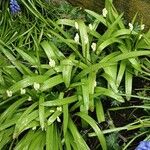 Allium paradoxum Feuille