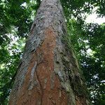 Pericopsis elata Corteccia