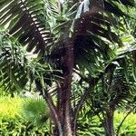 Aiphanes minima Hoja