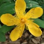 Hypericum beanii Цветок