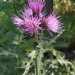 Cirsium appendiculatum