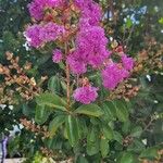 Lagerstroemia speciosa Blüte