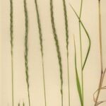 Elymus caninus Yeri