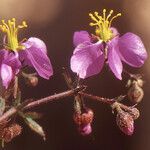 Fagonia glutinosa Otro