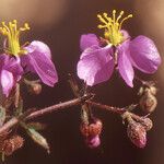 Fagonia glutinosa Flower