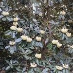 Rhododendron macabeanum Yeri