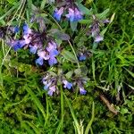 Collinsia parviflora Fiore