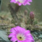 Echinocereus pentalophus Flor