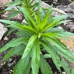 Solidago altissima Blad