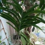 Vanda coerulea Leaf
