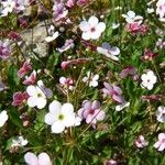 Androsace strigillosa Flower