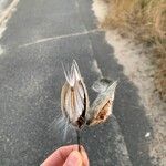 Asclepias syriaca Fruit