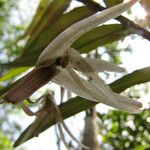 Dendrobium fractiflexum Vrucht