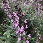 Stachys palustrisCvet