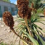 Aloe thraskii Fruitua