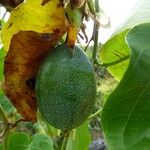 Passiflora ligularis Fruit